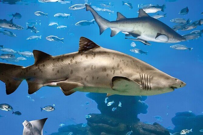 Palma Acquarium with Transfer - The Sum Up