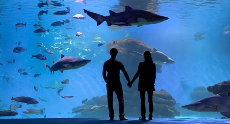 Palma De Mallorca: Shark Dive at Palma Aquarium - Cancellation and Refund Policy