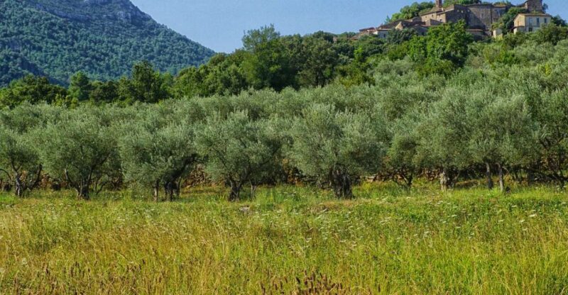 Palma De Mallorca: Son Juliana Wine Experience and Tasting - Wheelchair Accessibility for All Visitors