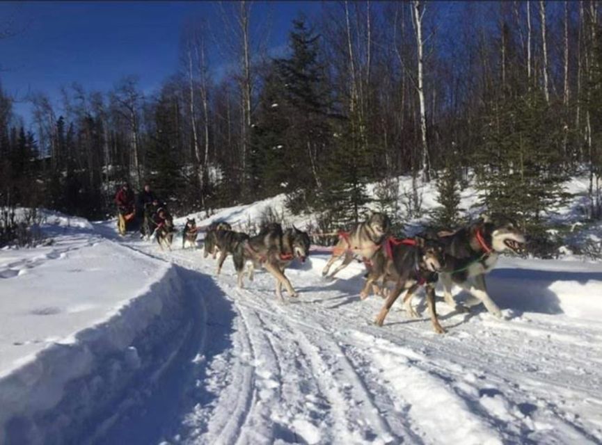 Palmer: Dogs and Glaciers Sledding and Helicopter Tour - Key Points