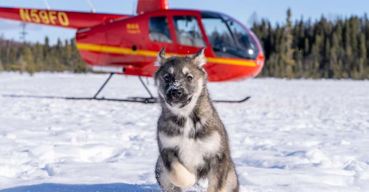 Palmer: Dogs and Glaciers Sledding and Helicopter Tour - Inclusions and Restrictions
