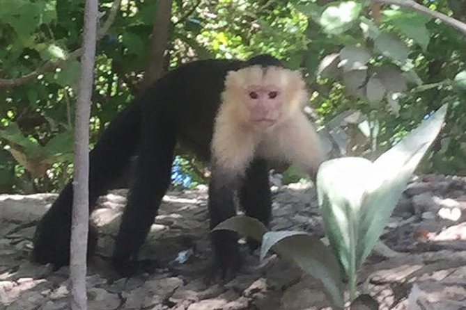 Palo Verde National Park River Jungle Safari - Itinerary Highlights