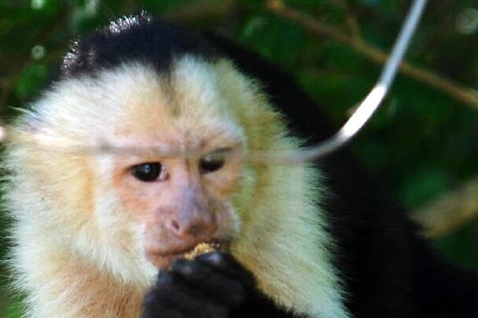 Palo Verde National Park River Jungle Safari - Booking Information