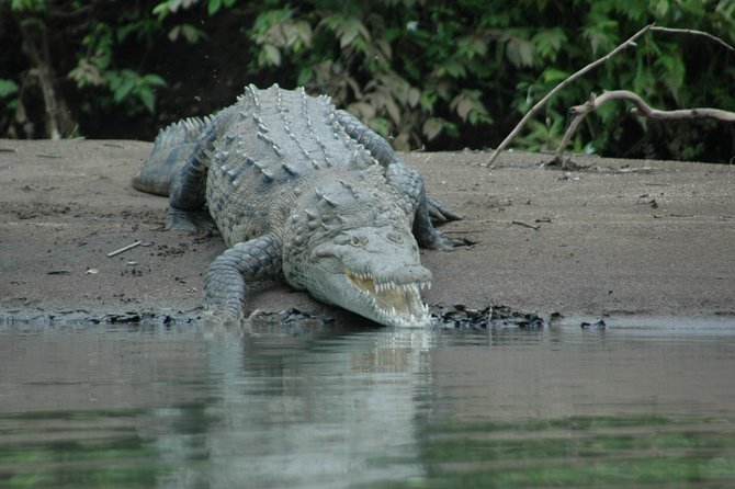Palo Verde National Park River Safari Boat Tour - Traditional Costa Rican Lunch