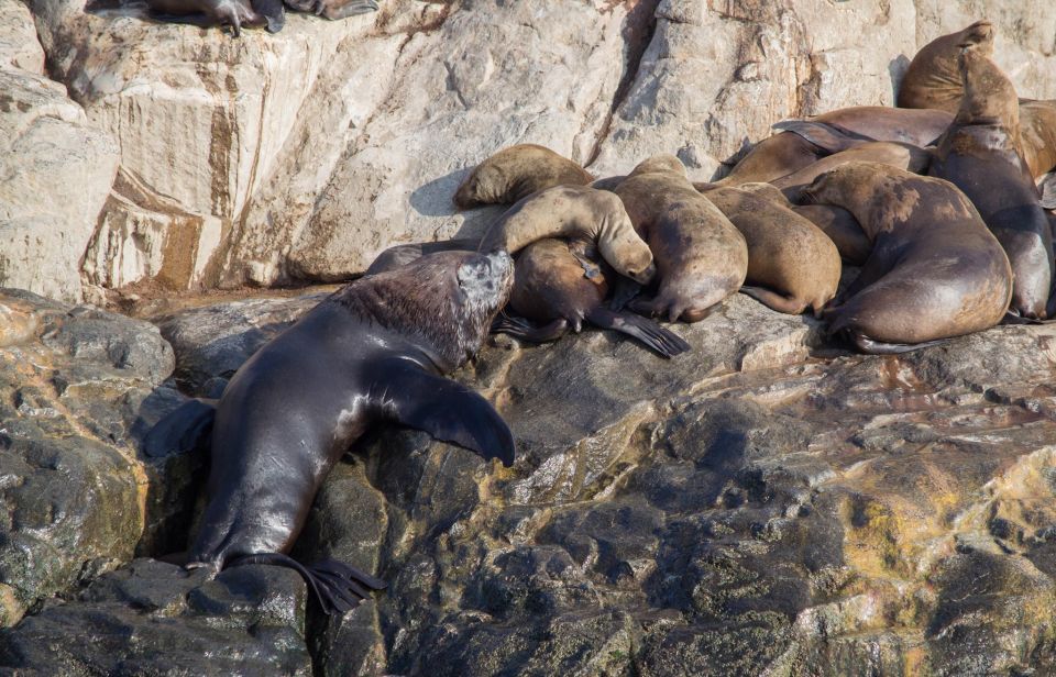 Palomino Islands: Swim With Sea Lions in the Pacific Ocean - Detailed Tour Itinerary
