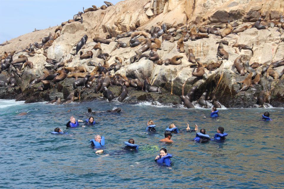 Palomino Islands: Swim With Sea Lions in the Pacific Ocean - Tips for a Great Experience