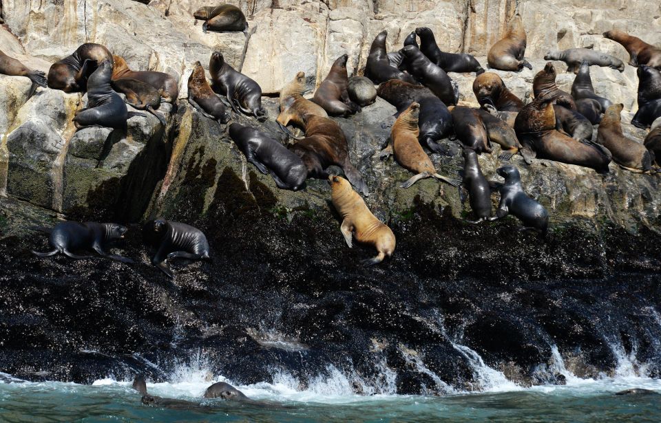 Palomino Islands Yacht Tour and Swim Alongside the Sea Lions - Itinerary Highlights