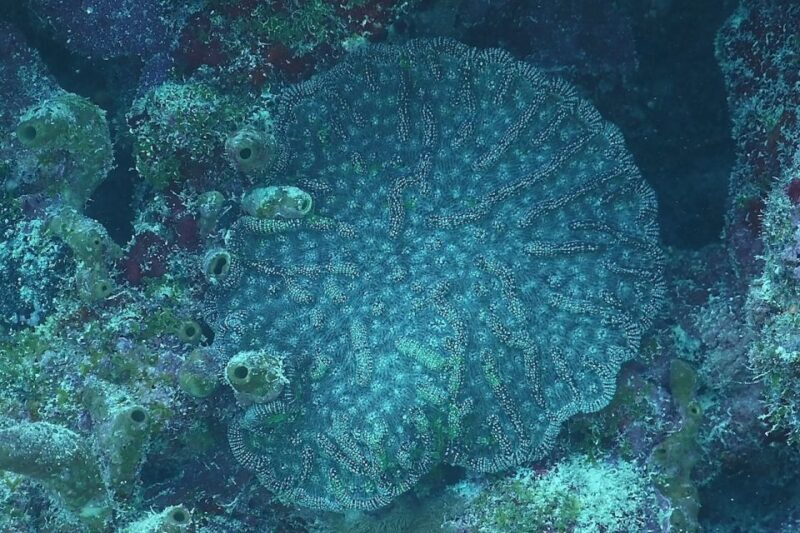 Panama City Beach: Beginners Scuba Diving Tour - Why This Tour Works Well