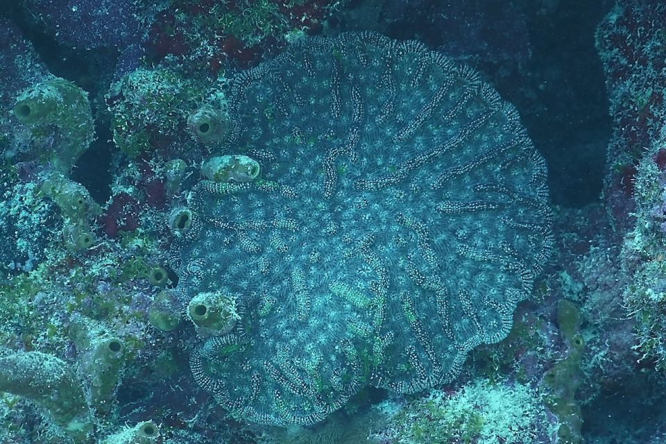 Panama City Beach: Beginners Scuba Diving Tour - Cancellation and Rescheduling Policies