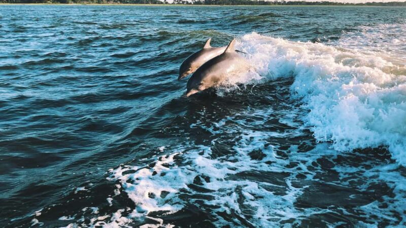 Panama City Beach: Dolphin Watching and Snorkeling Tour - What to Expect from the Experience