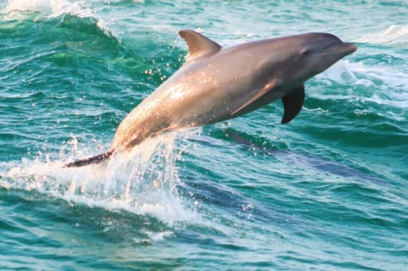 Panama City Beach: Dolphin Watching and Snorkeling Tour - The Itinerary in Detail