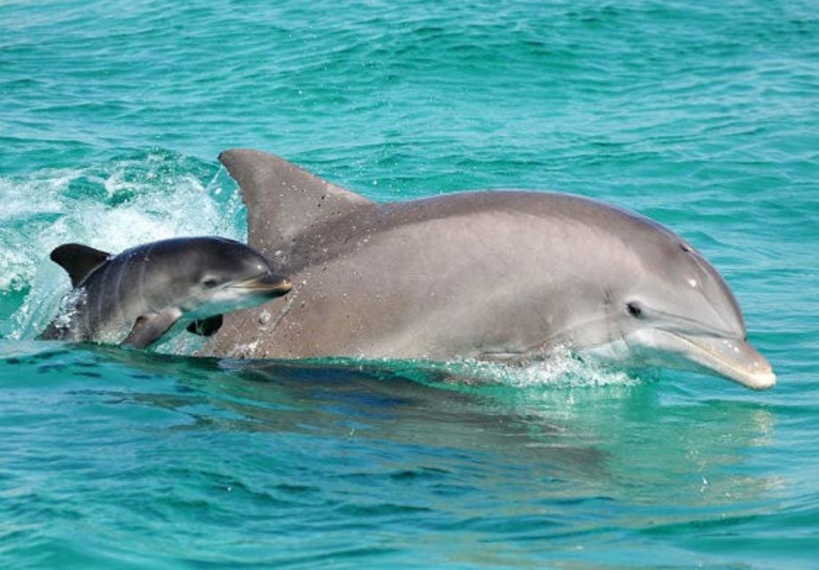Panama City Beach: Dolphin Watching Trip by Catamaran - Key Points