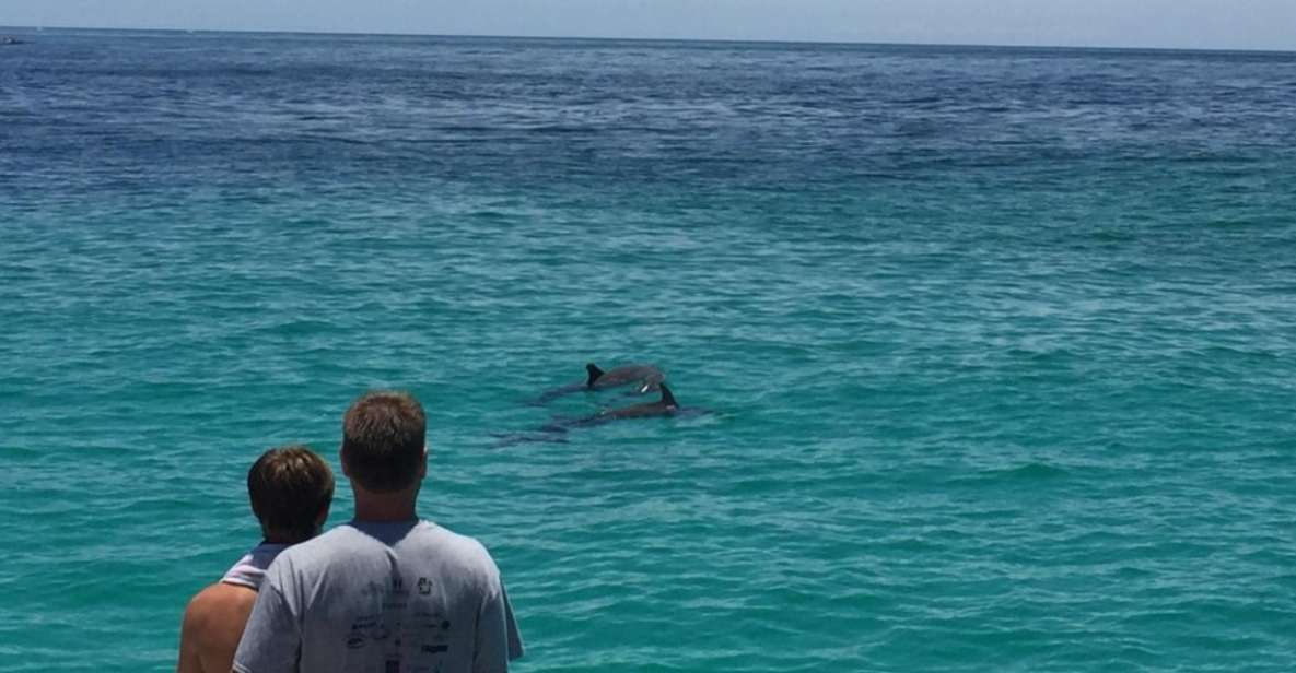 Panama City Beach: Dolphin Watching Trip by Catamaran - Highlights of the Experience