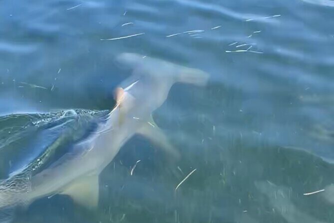 Panama City Beach Florida, Dolphin, Shell Island and Eco Tours - Frequently Asked Questions