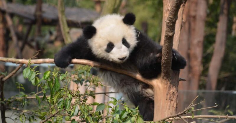 Panda Base Day Tour in Sichuan Chengdu - Good To Know