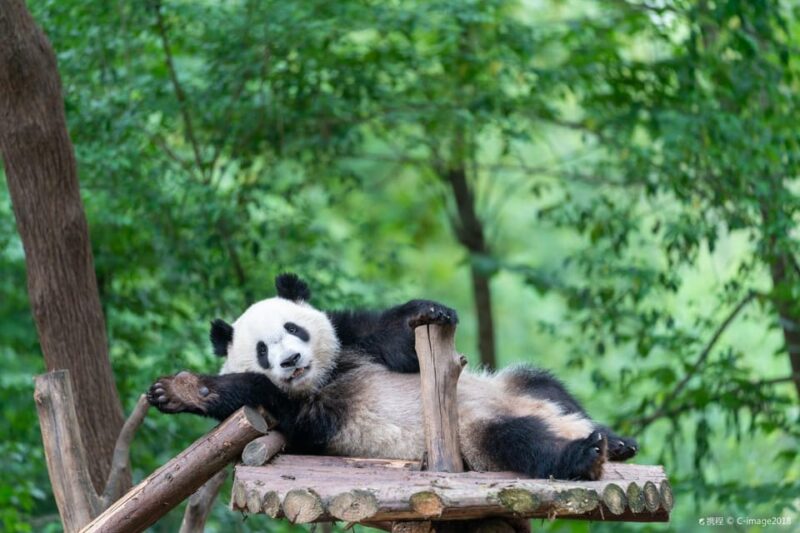 Panda Base Day Tour in Sichuan Chengdu - Itinerary and Activities