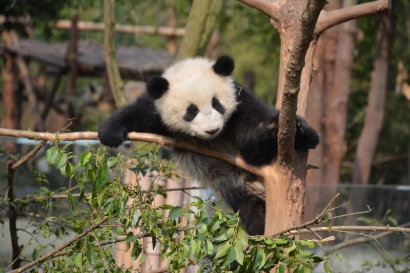 Panda Base Day Tour in Sichuan Chengdu - Panda Base Information