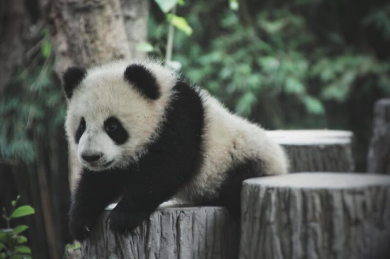 Panda Base Day Tour in Sichuan Chengdu - Included Services