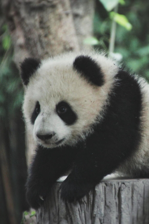 Panda Base Day Tour in Sichuan Chengdu - Frequently Asked Questions