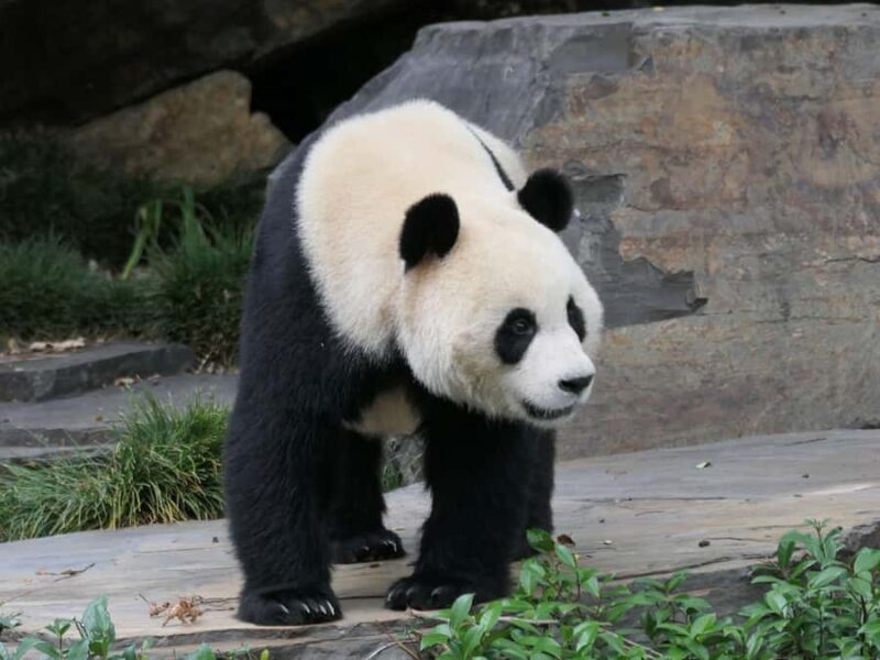 Panda & Friends Tour and a Day at Adelaide Zoo - Key Points  