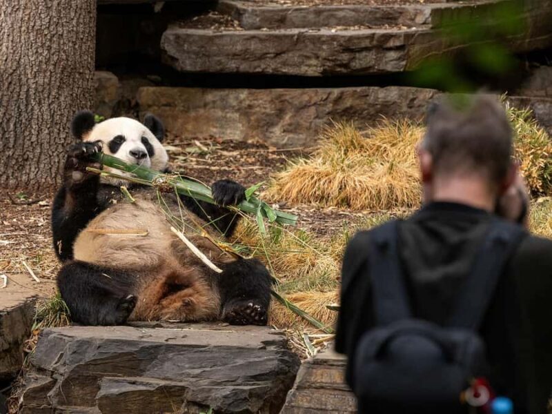Panda & Friends Tour and a Day at Adelaide Zoo - Who Will Love This Tour?