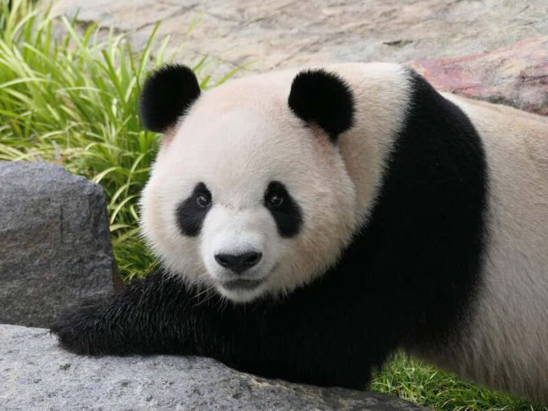 Panda & Friends Tour and a Day at Adelaide Zoo - FAQ about the Panda & Friends Tour at Adelaide Zoo