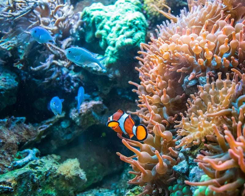 Panglao: Napaling Reef and Sardines Freediving Experience - Itinerary