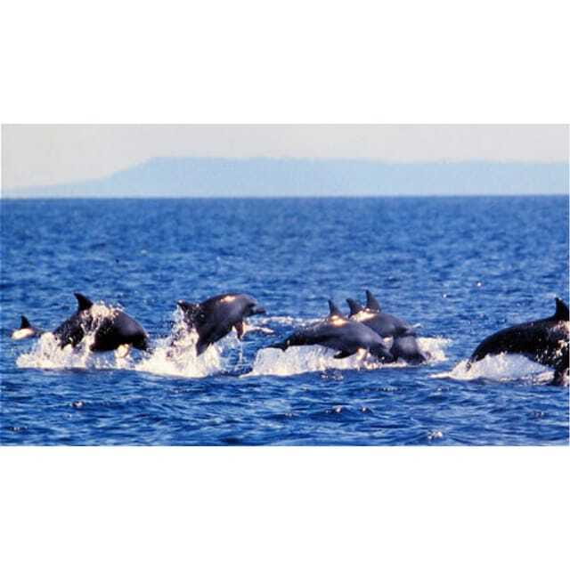 Panglao:Balicasag Island Tour with Turtle & Dolphin Watching - A Practical Guide to the Tour