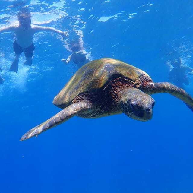 Panglao:Balicasag Island Tour with Turtle & Dolphin Watching - Who Should Consider This Tour?  