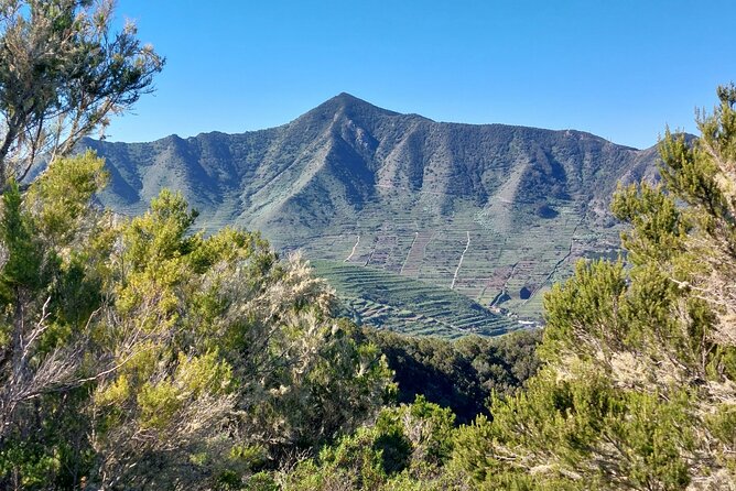 Panoramic Route Across the Teno Rural Park in Tenerife - Local Flora and Fauna