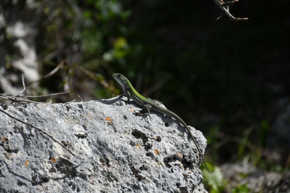 Pantalica: Memory in Stone - Biodiversity of Anapo Valley