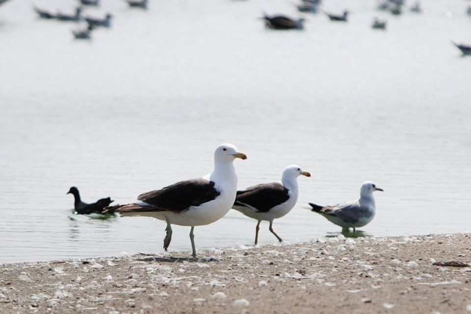 Pantanos De Villa Wildlife Refuge Tour in Lima - Itinerary and Activities