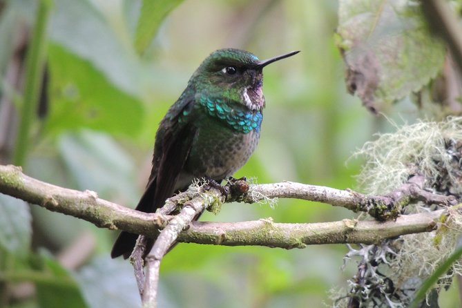 Papallacta Hot Springs and Hummingbirds Farm Day Tour - Accessibility and Participation