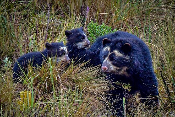Papallacta Pass - Cayambe Coca National Park & Guango Cloud Forest Reserve - Itinerary Highlights