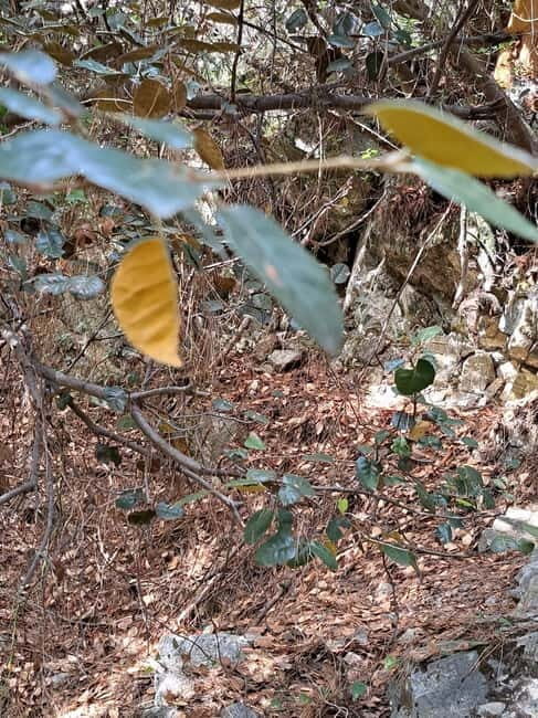 Paphos: Troodos Mountains Jeep Tour with Wine Tasting - Who Is This Tour Best For?