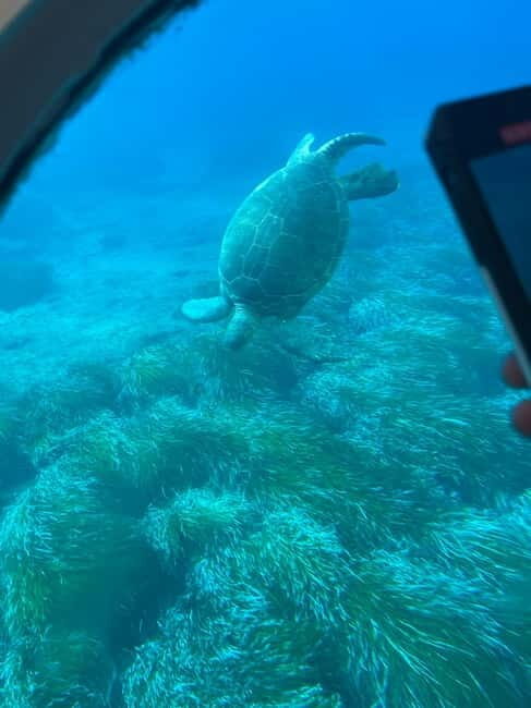Paphos: Turtle Watching Cruise,Snorkelling Adventure &Sunset - Who Will Love This Tour?