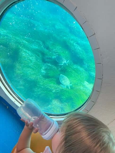 Paphos: Turtle Watching Cruise,Snorkelling Adventure &Sunset - FAQs