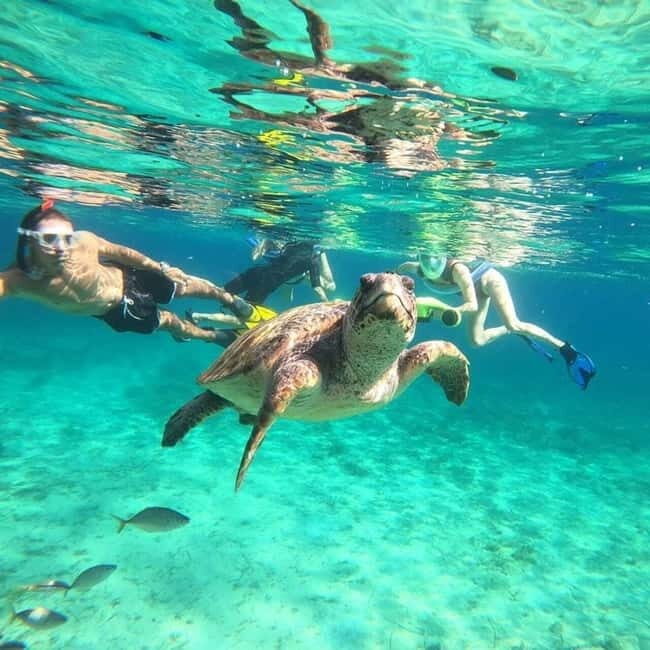 Paphos: Turtle-Watching Snorkeling Sea Scooter Trip - What to Expect and What Not to