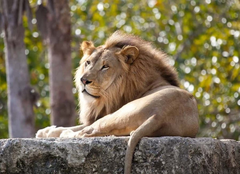 Paphos: Zoo Visit and Blue Lagoon Cruise with Guide & Lunch - Practical Tips for Your Day