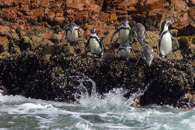 Paracas - Ica Full Day (Private Tour) - Whats Included in the Tour