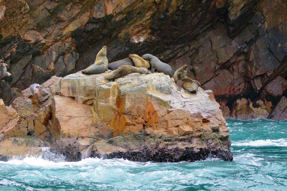 Paracas Islands & Huacachina Oasis in Ica-Adventure&Wildlife - Important Information
