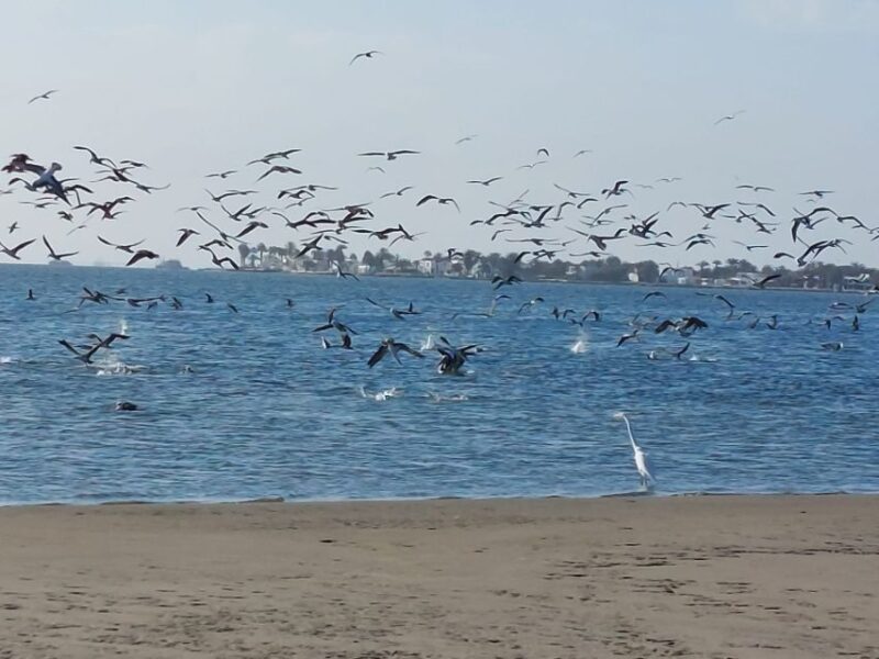 Paracas: Paracas National Reserve Half Day Tour - Important Information