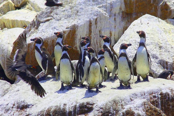 Paracas Reserve & Ballestas Islands Tour From Lima - Private Trip - Accessibility and Participation
