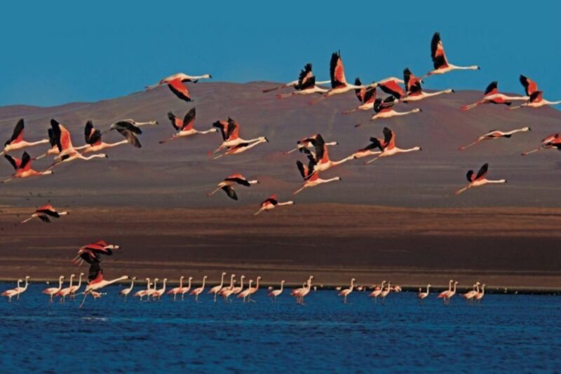 Paracas : Sunset Tour in the Paracas National Reserve - Itinerary Details