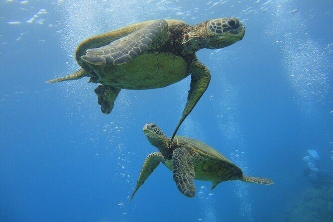 Paradise Honu Morning Snorkeling Tour - Key Points