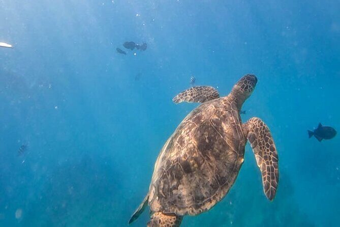 Paradise Honu Snorkeling Tour - Key Points