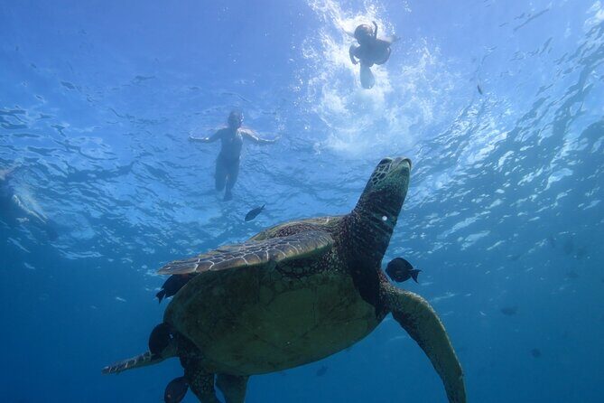 Paradise Honu Snorkeling Tour - What Makes This Snorkeling Tour Stand Out?