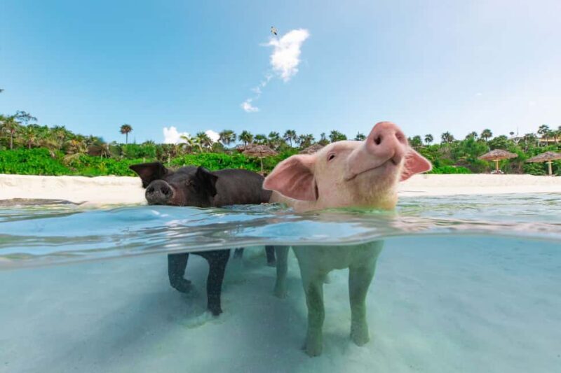 Paradise Island: Rose Island Tour with Swimming Pigs & Lunch - Introduction
