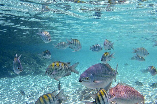 Paradise Taxi & Tours USVI-St Thomas- Airport Transfer Sapphire / Crystal Cove - Who Will Benefit Most?