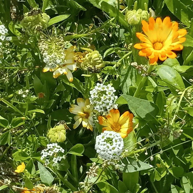 Paradise Valley: Bee Adventure Tour! - Key Points